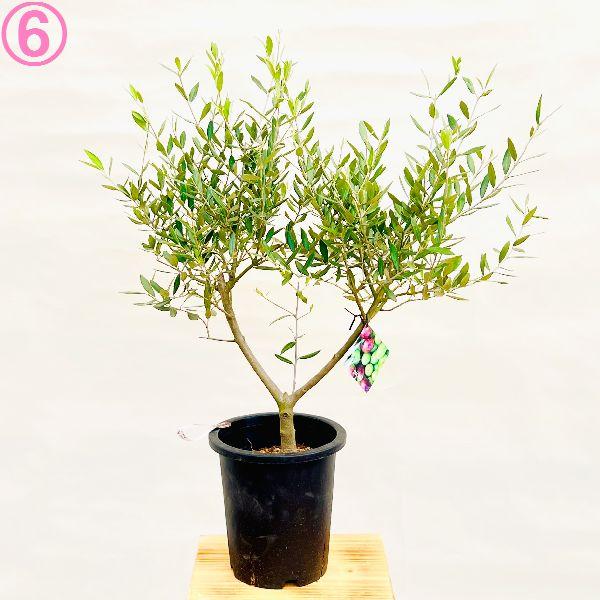 おしゃれ 観葉植物 選べる現品：オリーブの木 ピクアル 7号