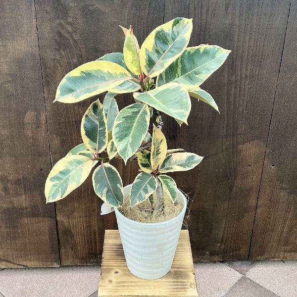 おしゃれ 観葉植物：フィカス ティネケ*6号 セラアート : 遊恵盆栽 