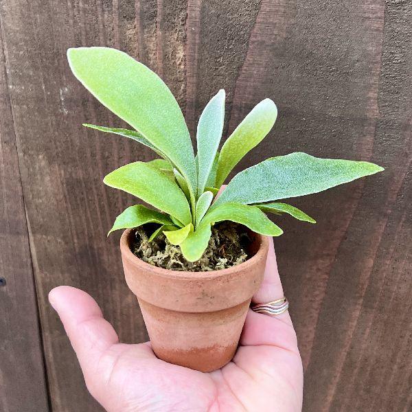 おしゃれ 観葉植物：ビカクシダ コウモリラン ネザーランド 素焼き鉢