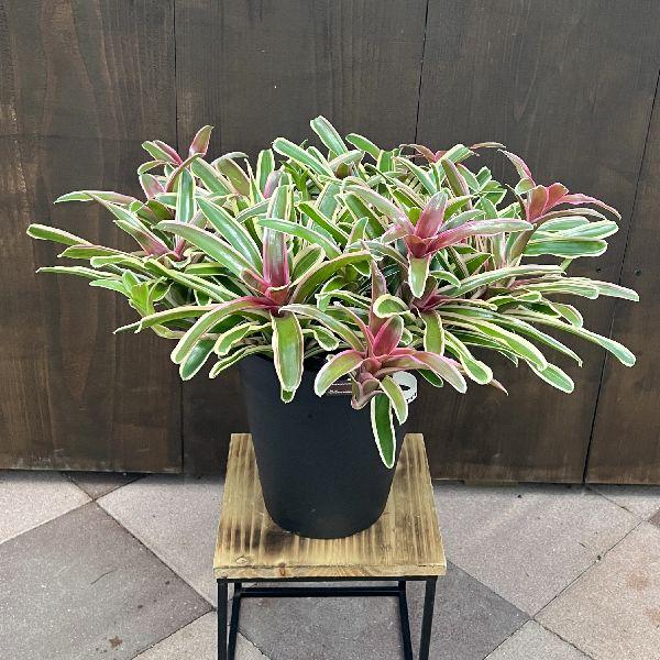 おしゃれ 着生植物 観葉植物：ネオレゲリア ファイヤーボール*7号