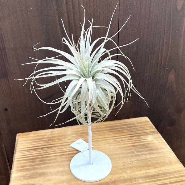 おしゃれ 観葉植物 エアープランツ：チランジアチャペウエンシス