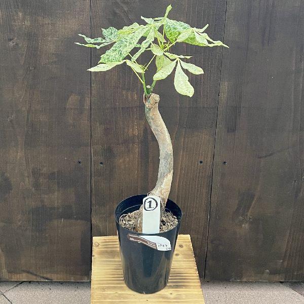 おしゃれ 観葉植物：斑入りパキラ ミルキーウェイ*プラポット 現品をお