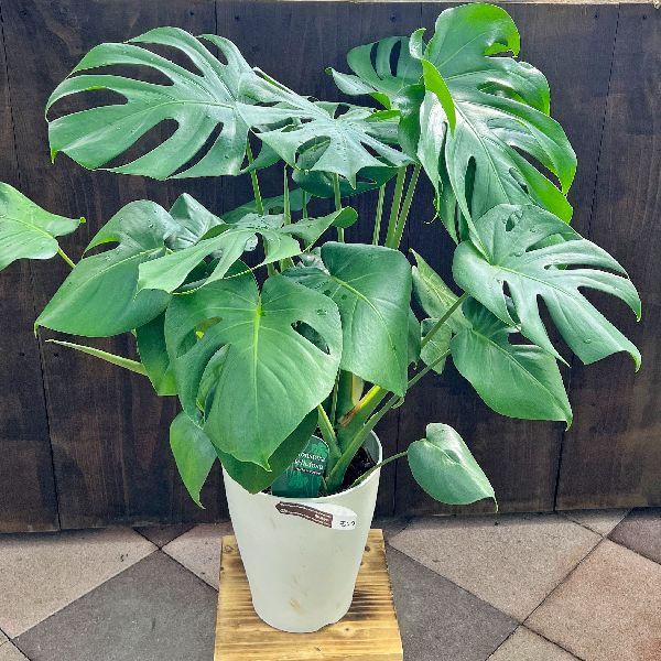 モンステラ　7枚葉鉢植え 楽天市場】モンステラ 7号 観葉植物の通販