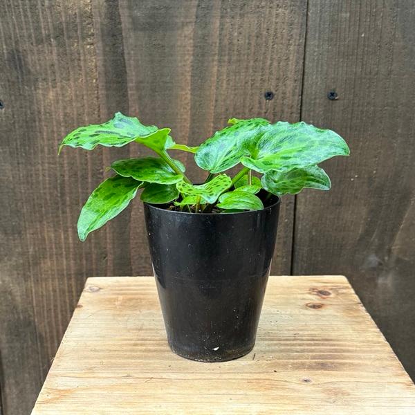 おしゃれ 観葉植物 球根植物：ドリミオプシス マクラータ*プラポット