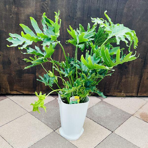 おしゃれ 観葉植物：フィロデンドロン セローム ホープ*プラポット
