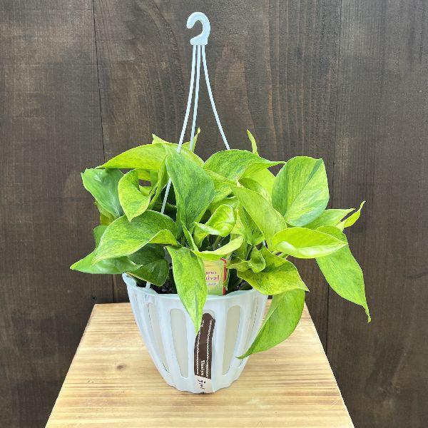 観葉植物：ポトス テルノカーニバル*5号 吊り鉢 : 遊恵盆栽 Yahoo!店