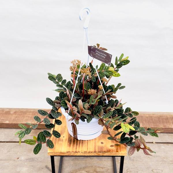 おしゃれ 観葉植物：ペリオニア プルクラ*5号 吊り鉢 : 遊恵盆栽 Yahoo