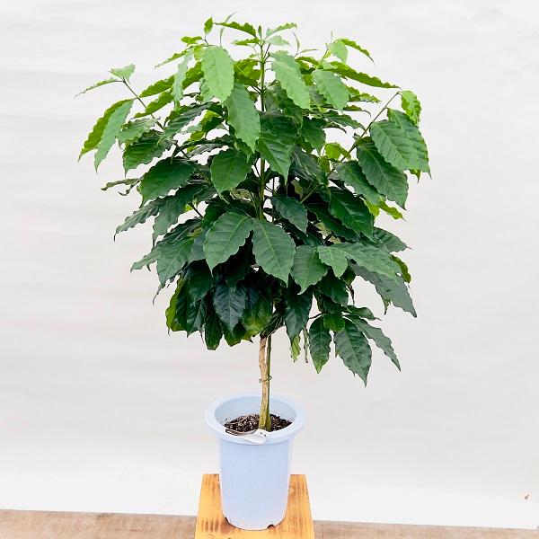 おしゃれ 観葉植物：コーヒーの木 ブルーマウンテン*7号 プラポット