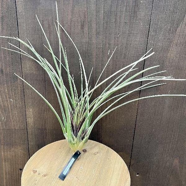 おしゃれ 観葉植物 エアープランツ：チランジア キアネア アルボ