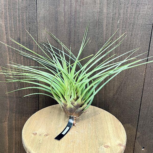Tillandsia silver star チランジア エアープランツ 送料無料】'Silver Torch'〔エアプランツ〕現品発送T5187 | plane plants