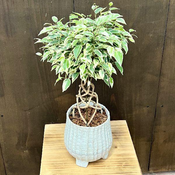 フィカス　ベンジャミン　スターライト　タワー　 約4.5号鉢　No.003 おしゃれ 観葉植物：フィカス ベンジャミン スターライト タワー鉢植え