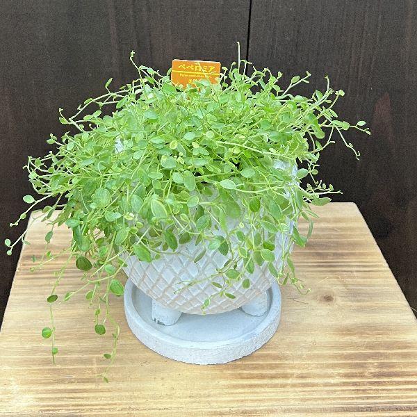 おしゃれ 観葉植物：ペペロミア ミイコ 鉢植え 受皿付*美依子 みいこ