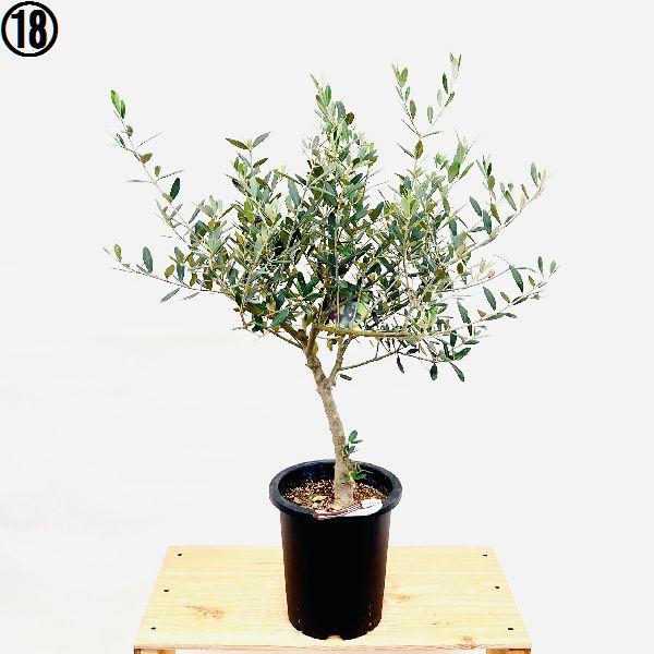 おしゃれ 観葉植物 選べる：オリーブの木 ミッション 7号*現品