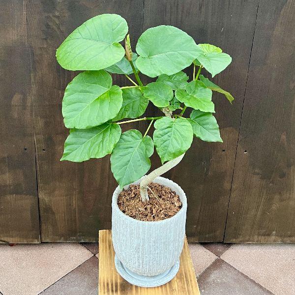 おしゃれ 観葉植物：フィカス ウンベラータ 曲 鉢植え*受皿付 バーク 
