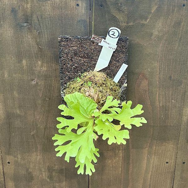 おしゃれ 観葉植物：ビカクシダ コウモリラン リドレイ板付け*現品2