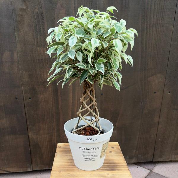 おしゃれ 観葉植物 選べる鉢カバー:フィカス ベンジャミン おしゃれ 観葉植物 選べる鉢カバー:フィカス ベンジャミン