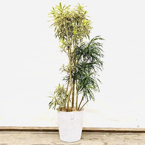 おしゃれ 観葉植物：ドラセナ 寄せ植え*鉢カバー 麻布 現品限り 2箱で