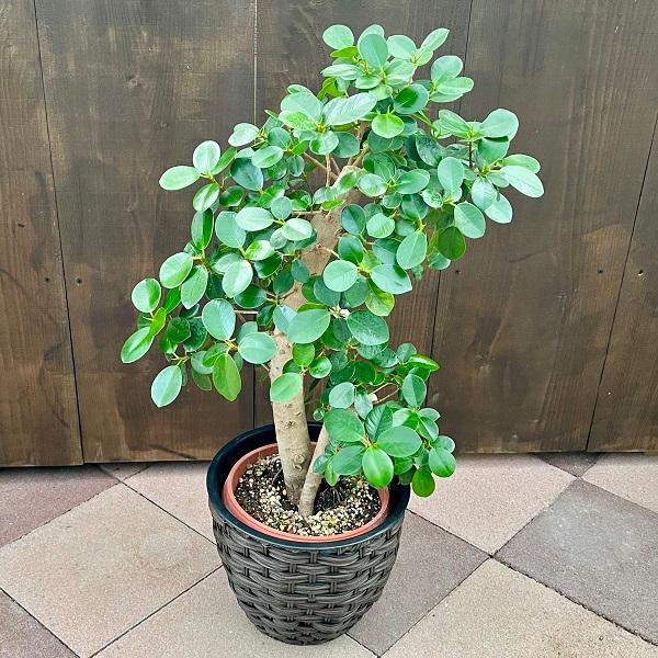 おしゃれ 観葉植物：フィカス パンダガジュマル 鉢カバー*カゴ