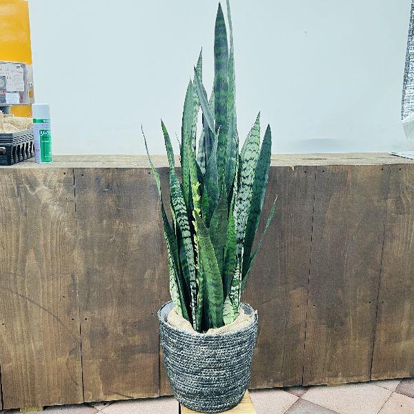 おしゃれ 観葉植物：サンスベリア ゼラニカ 鉢カバー*サンセベリア