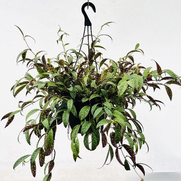 おしゃれ 観葉植物：エスキナンサス マルモラタス*7号 : 遊恵盆栽