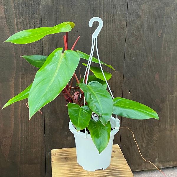 おしゃれ 観葉植物 ：フィロデンドロン オータム*吊り鉢 Philodendron