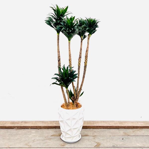 おしゃれ 観葉植物：ドラセナ コンパクタ*鉢植え 受皿付 ココヤシ 大型