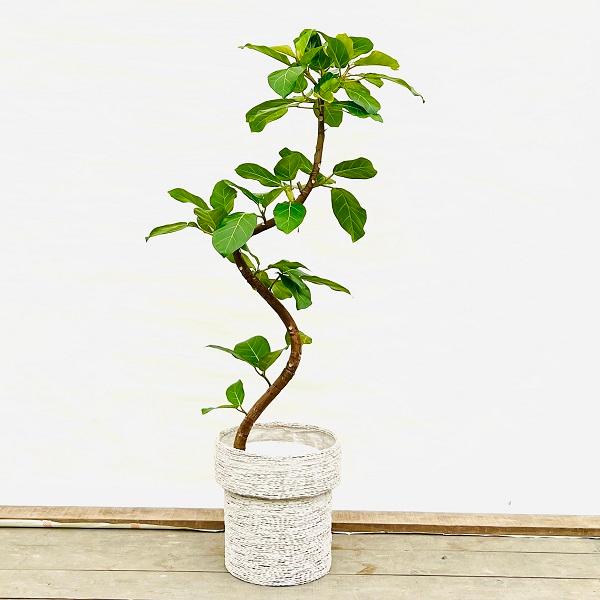 アフリカンプリンス約170cm 白鉢