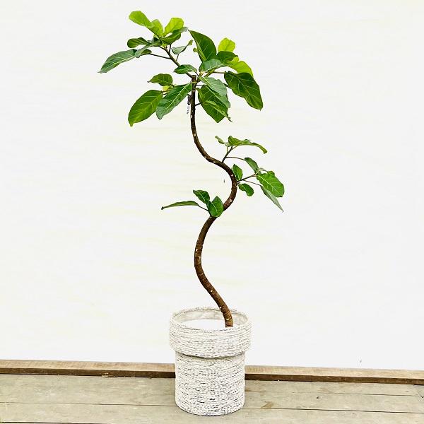 おしゃれ 観葉植物：フィカス アフリカンプリンス*バスケット白 現品2