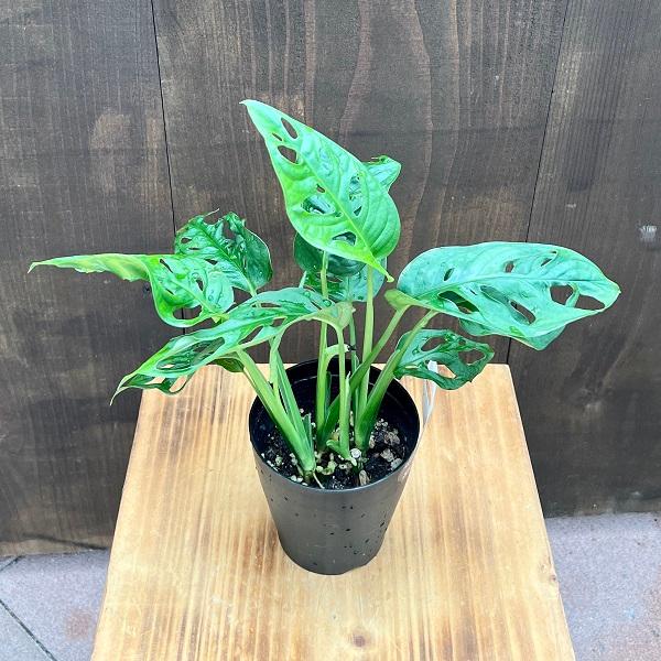 観葉植物：オオマドカズラ*3.5号 フリードリヒスターリー 窓葛