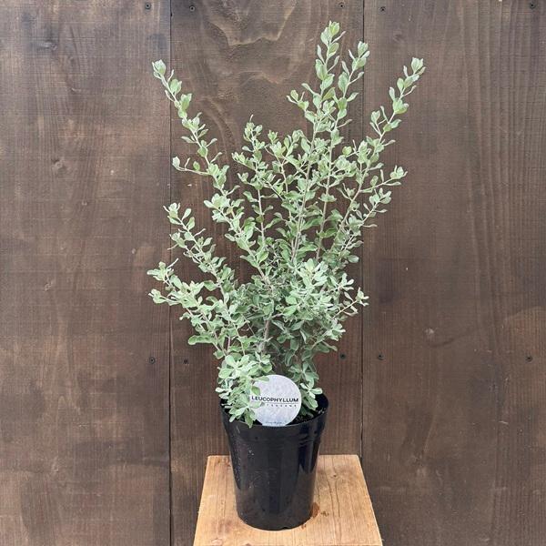 観葉植物 苗 花苗：レウコフィルム*プラポット5号 シルバーリーフ