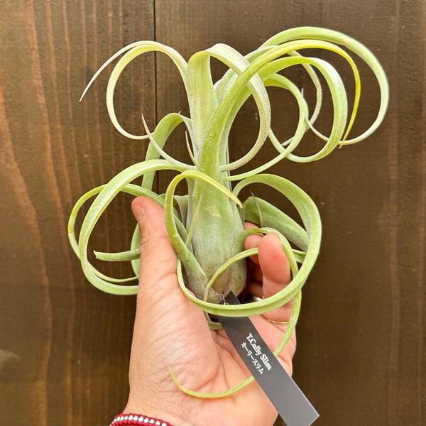 ブロメリア・エアープランツ Curly Slim x Bird Rock Elegance T5118 観葉植物：チランジア エアープランツ カーリースリム R*エア