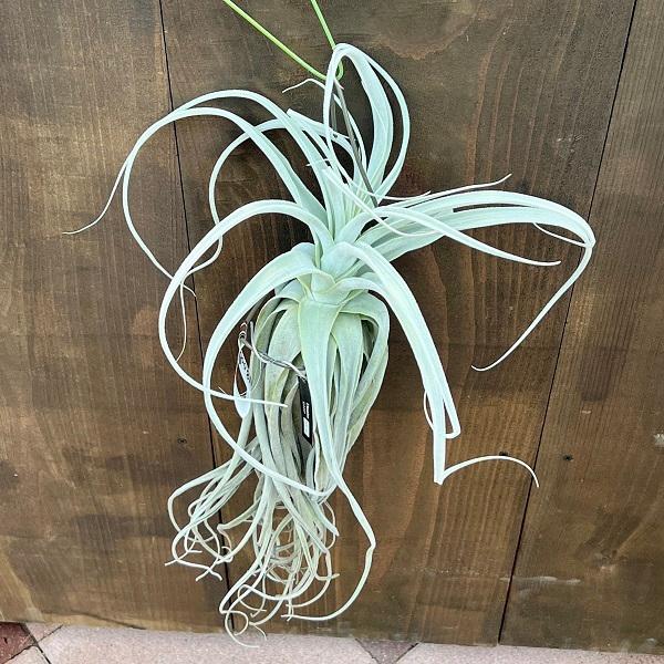 観葉植物：チランジア エアープランツ ストラミネア シックリーフ 現品