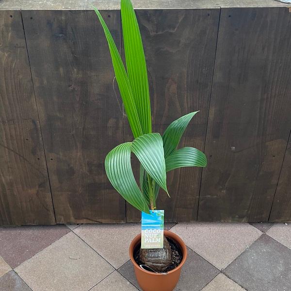 おしゃれ 観葉植物：ココヤシ*ココナッツパーム プラポット 大型ヤマト