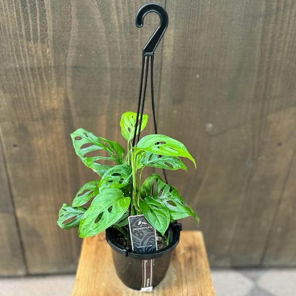 モンステラ　ラニアータ　吊り鉢　大株 観葉植物：モンステラ ラニアータ*4号 吊り鉢 : 遊恵盆栽 Yahoo!店