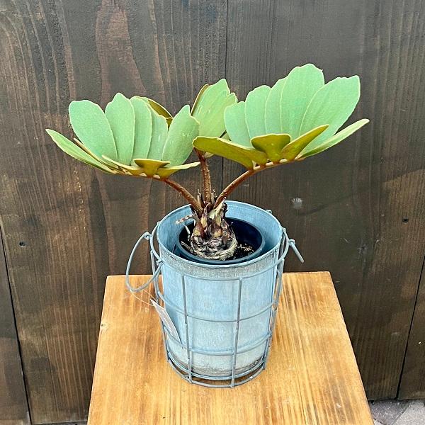 おしゃれ 観葉植物：メキシコソテツ*ザミア Zamiaceae ブリキ鉢カバー 