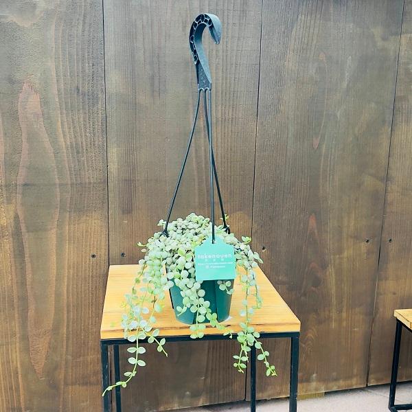 おしゃれ 観葉植物：ディスキディア ヌンムラリア バリエガータ*斑入り