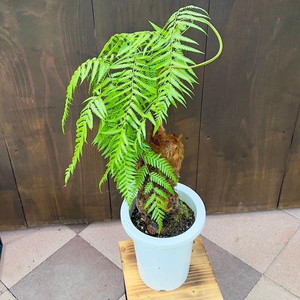 珍品 キンモウコウ　金毛狗 タカワラビ　ゴールデンモンキー 3.5号鉢 おしゃれ 観葉植物 キンモウコウ：ゴールデンモンキー