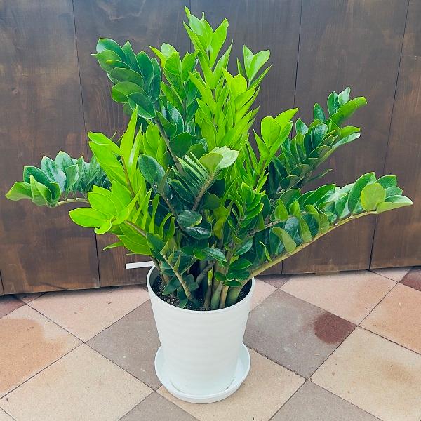おしゃれ 観葉植物：金銭樹 ザミオクルカス*10号セラアート 現品をお