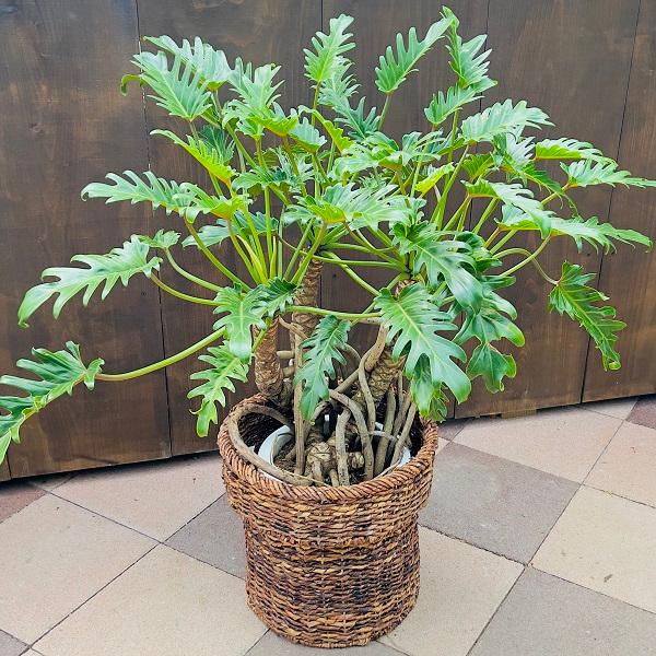 おしゃれ 観葉植物 クッカバラ：フィロデンドロン ザナドゥ バスケット