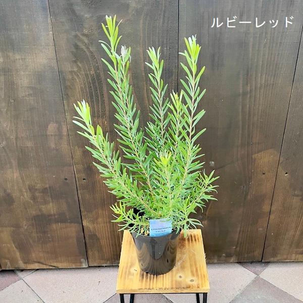 リューカデンドロン5号の育て方と楽しみ方ガイド