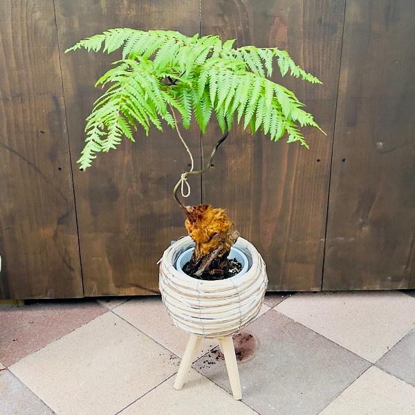 【現品】金毛狗（キンモウコウ）　3号　白角鉢　（2） 楽天市場】【お試し】 ゴールデンモンキー 4号 白色