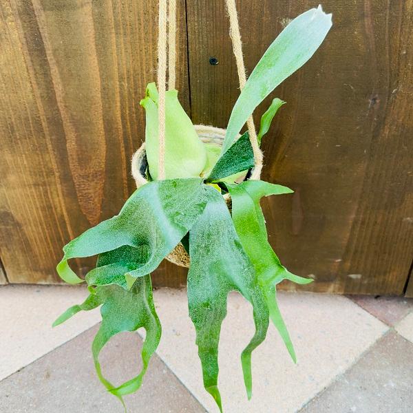 おしゃれ 観葉植物 アルシコルネ：ビカクシダ コウモリラン