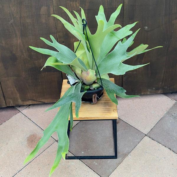 観葉植物：ビカクシダ コウモリラン アルキコルネ*アルシコルネ 5号 黒