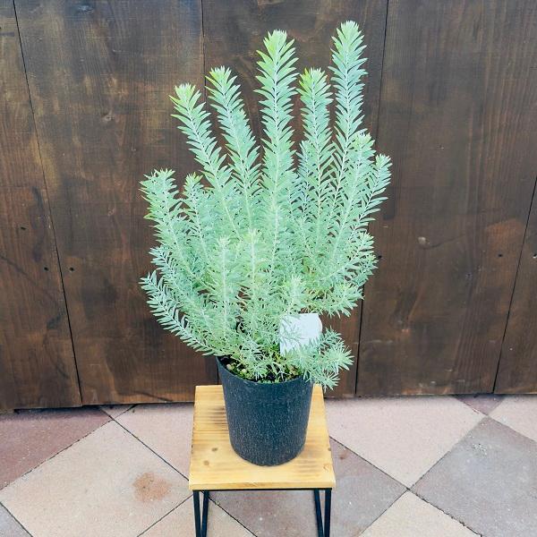 花苗 観葉植物：アカシア ブルーブッシュ*6号 : 遊恵盆栽 Yahoo!店
