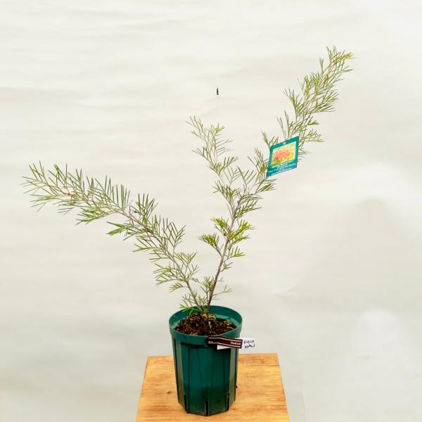 花苗 観葉植物：グレビレア スピリットオブアンザック*5号 Grevillea