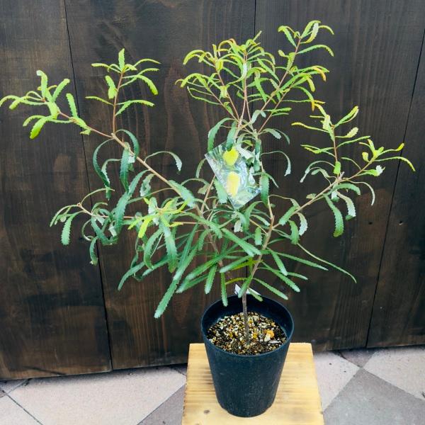 観葉植物 鉢花 苗：バンクシア オブロンギフォリア*6号 Banksia