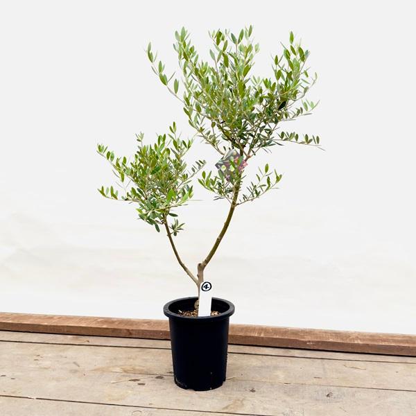 観葉植物：オリーブの木 ネバディロブロンコ 現品4番*7号SOUJU