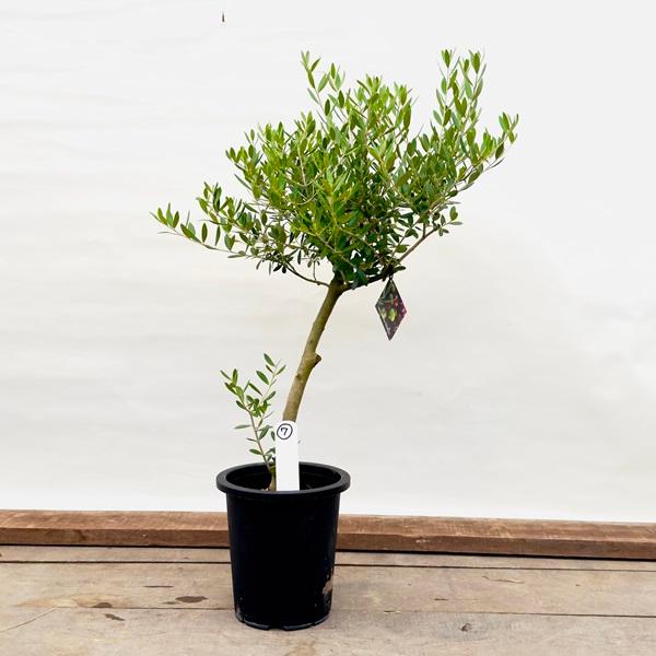 【現品】オリーブ　ネバディロブランコ　7号　黒鉢　（1） 楽天市場】オリーブ 現品 撮影2014年9月12日 ネバディロブランコ