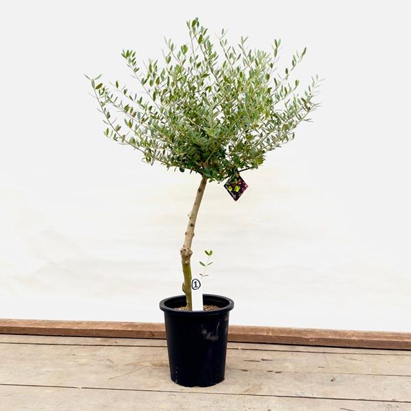 観葉植物：オリーブの木 ネバディロブロンコ 現品1番*8号SOUJU 創樹