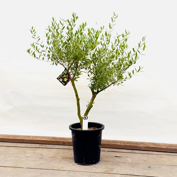 観葉植物：オリーブの木 ネバディロブロンコ 現品4番*8号SOUJU 創樹 